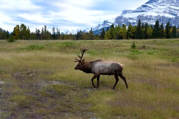 bull elk in park national park