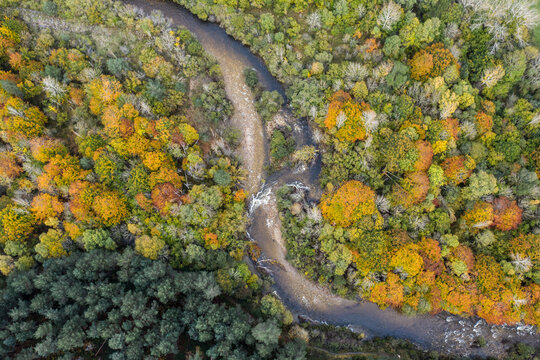 Aerial view of forest divided by a river at fall