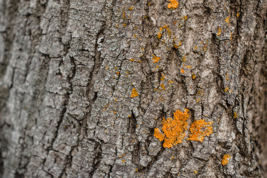 Pattern old tree trunk covered orange fungus