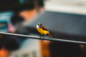 bird