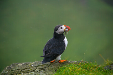 Puffin holding a fish in Mykines island, Faroe Islands