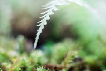 Green moss macro photography, forest floor nature background. Green plants close up wallpaper background. Lichen pattern forest floor, green moss macro texture for design.