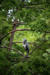 Bird in the Forest