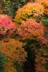 View on a beautiful colorful maple trees