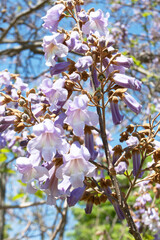 Flowers of empress tree or princess tree, or foxglove tree, Paulownia tomentosa,