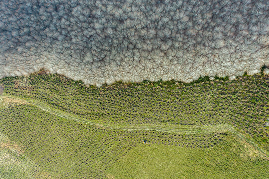 Aerial view of reforestation and forest