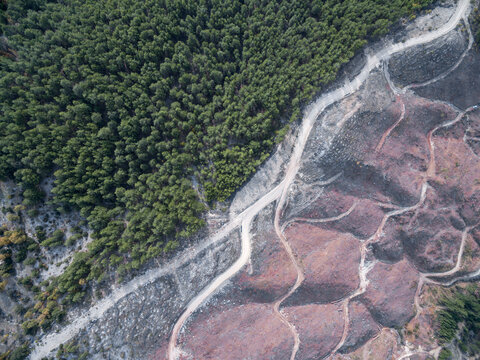Deforestation diagonal layout