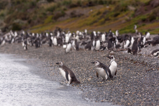 Magellanic penguins on te beach in patagonia