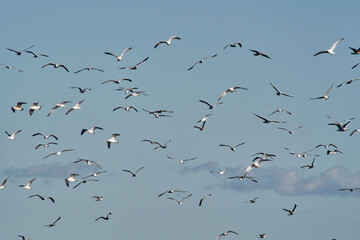 photography sky with seagulls flying