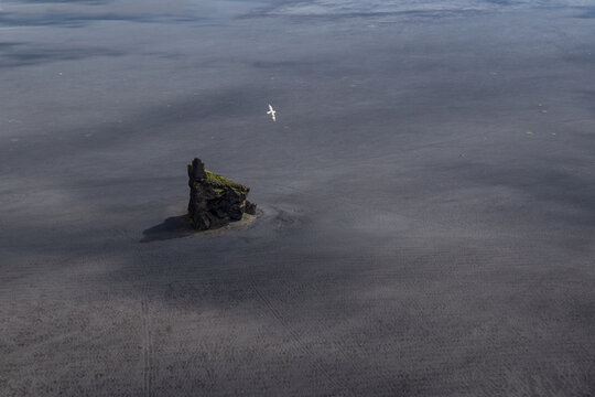 Seagull flying over a huge black beach at low tide