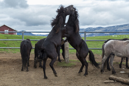 Two stallions fight playing