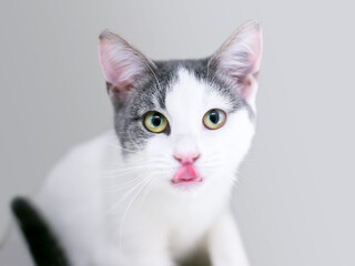 A gray and white shorthair kitten looking at the camera and licking its lips