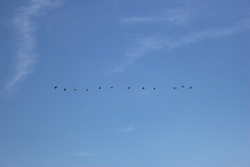 Canards en ligne volant dans le ciel (au-dessus du lac de Neuchâtel)