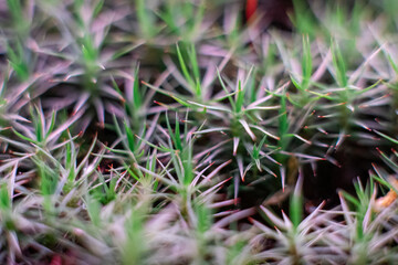 Green moss macro photography, forest floor nature background. Green plants close up wallpaper background. Lichen pattern forest floor, green moss macro texture for design.