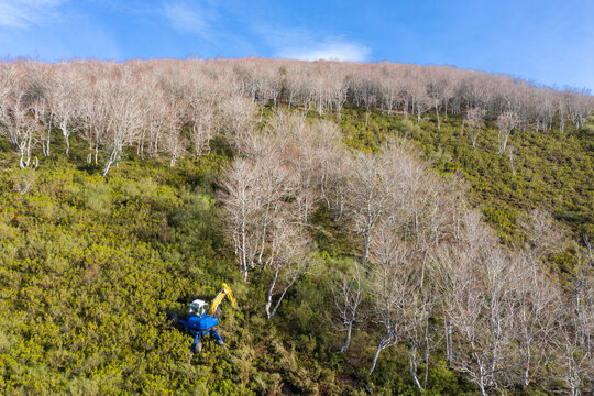 Aerial view of reforestation and forest