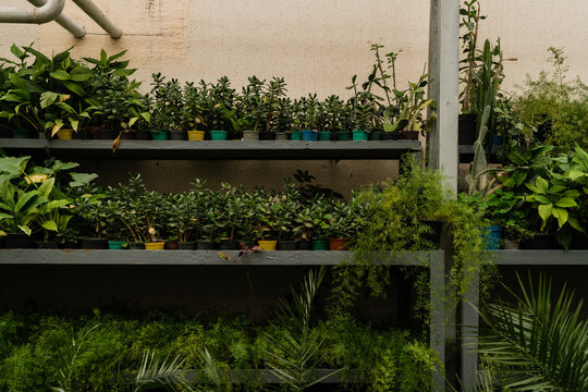 Tropical plants growing in the corner of greenhouse