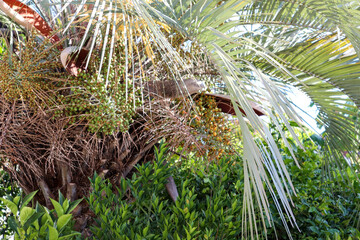 Naklejka premium A common plant in southern Brazil, the butiazeiro is part of the landscape of Rio Grande do Sul. we can see the fruit of that tree, Butiá.