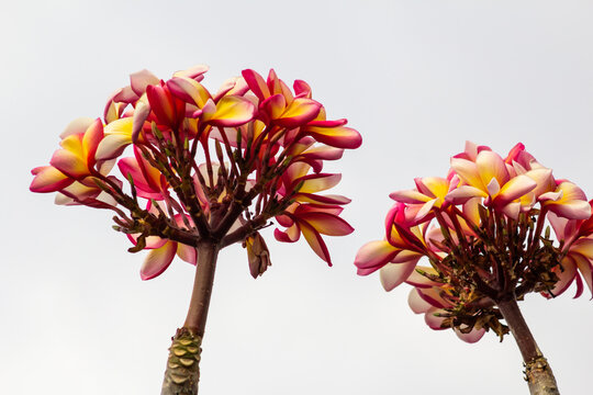Dois cachos de flores de jasmim em galho com c&eacute;u claro.
