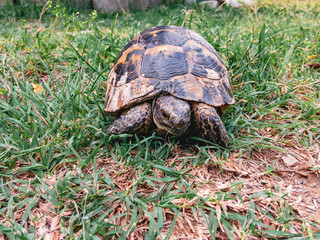 The Caucasian land tortoise (Latin Testudo graeca) on the ground with growing green grass on a sunny day.