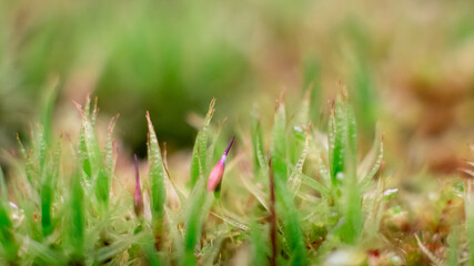 Green moss macro photography, forest floor nature background. Green plants close up wallpaper background. Lichen pattern forest floor, green moss macro texture for design.