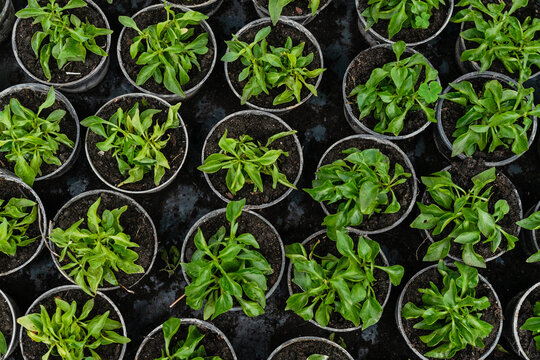Pattern of growing plants in jars in greenhouse