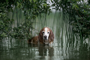 red-haired Spaniel on a walk