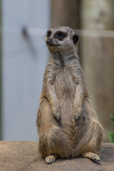 suricates in the zoo