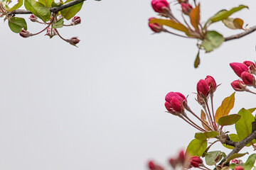 Delicate pink unopened cherry or Apple Buds close up. Beginning of early spring. Grey background with space for text. Postcard for spring holiday
