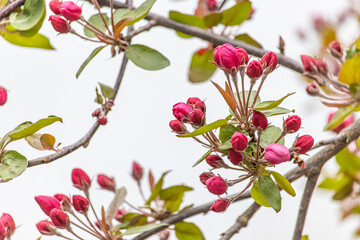 Delicate pink unopened cherry or Apple Buds close up. Beginning of early spring. Blurred...