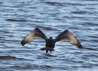 cormorant