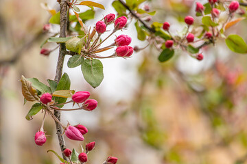 Delicate pink unopened cherry or Apple Buds close up. Beginning of early spring. Blurred background with space for text. Postcard for spring holiday