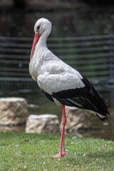 storks