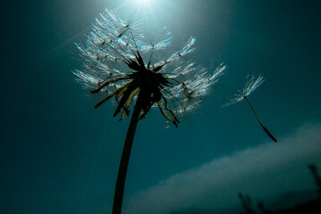 dandelion seeds flying off