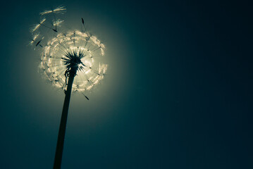 dandelion seed head hiding the sun