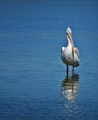 He wondered why the pelican was the symbol of charity, except it was that it wanted a good deal of charity to admire a pelican.