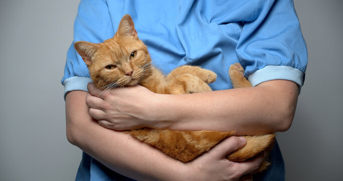 Person holding a beautiful lovely kitten	
