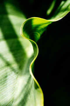 Minimal leaves of a Calla Lily