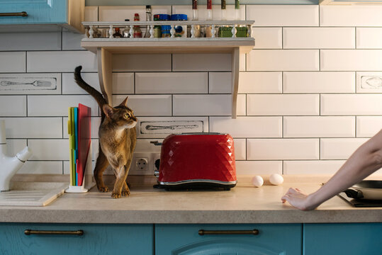 Photo of a cat on the kitchen table with kitchen stuff looking at her owner