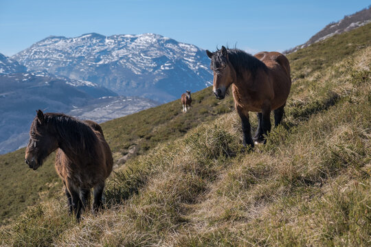 three draft horses are chilling on a mountain