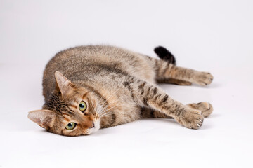 Obraz na płótnie Canvas Pet animal; cute cat indoor. Cute tabby cat