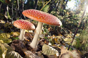 fly agaric mushroom; in the autumn forest