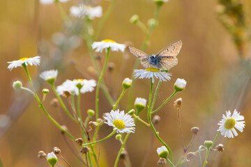 
orange butterfly sits on a white field daisy