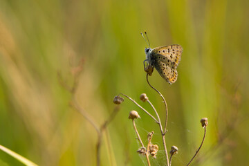 orange butterfly sitting on a dry plant