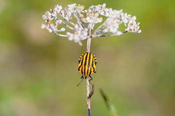 

orange striped beetle sitting on a white wildflower close-up