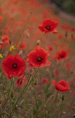 Blooming red poppies and sunny summer meadow	