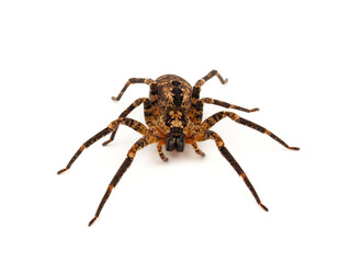 Mediterranean spiny false wolf spider isolated on white background, Zoropsis spinimana