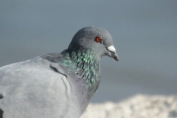 close up of a pigeon