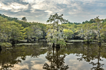 Mystical, fairytale like landscape inthe swamps of the Caddo Lake, Texas