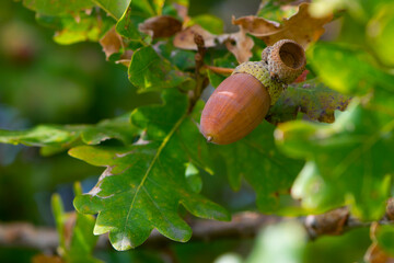 oak autumn leaves and acorns close up