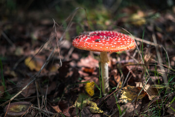 Amanita muscari. Toxic and hallucinogen beautiful red-headed mushroom Fly Agaric in grass on autumn forest background. source of the psycho-active drug Muscarine